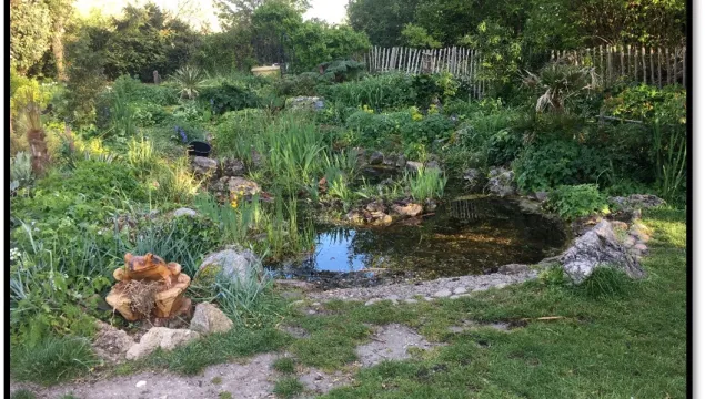 A wildlife garden and pond