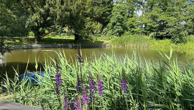 A pond at Langdon surrounded by reeds and purple flowers