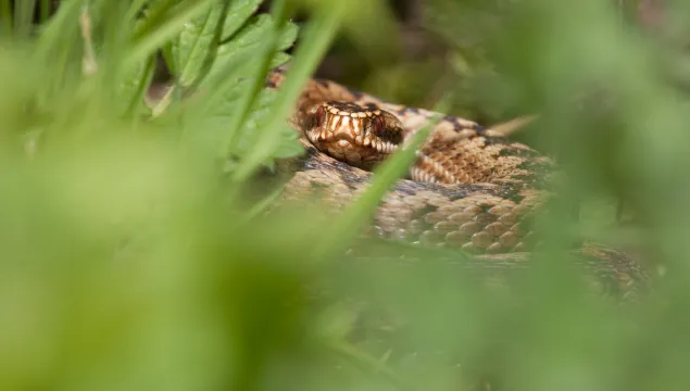 Adder in grass