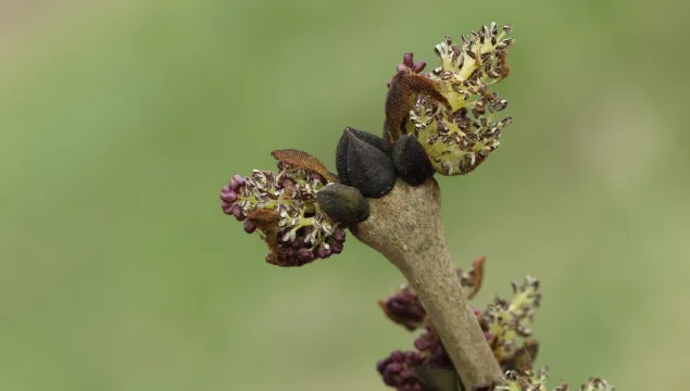 Ash branch with typical black dark buds and flowers on the end