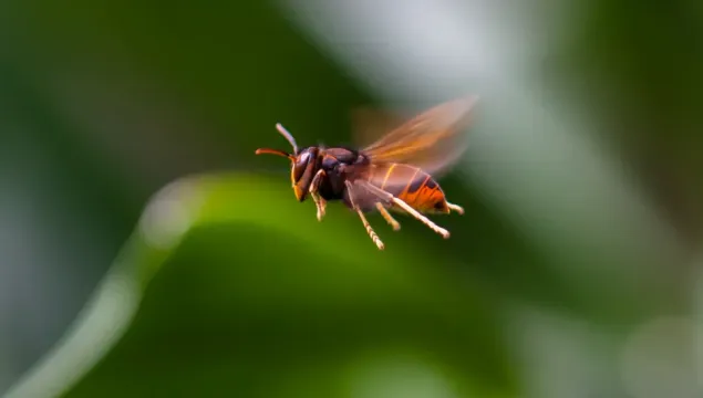 asian hornet in flight