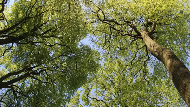 Upward shot of beech trees against a blue sky