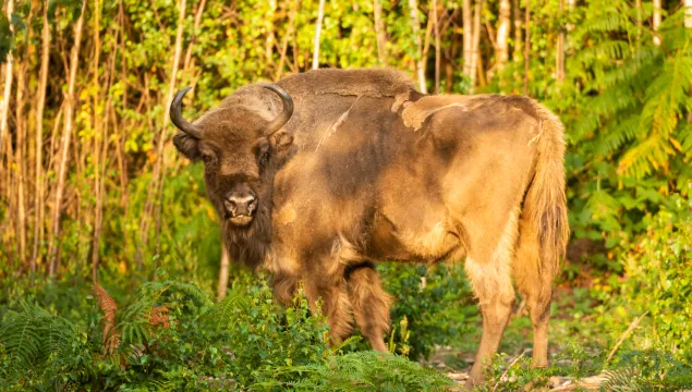 Bison in dappled sunlight looking back at the camera