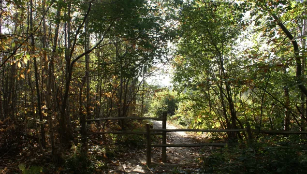 Dappled sunlight shining through the trees. A footpath running through the middle of the photo through chicane fencing