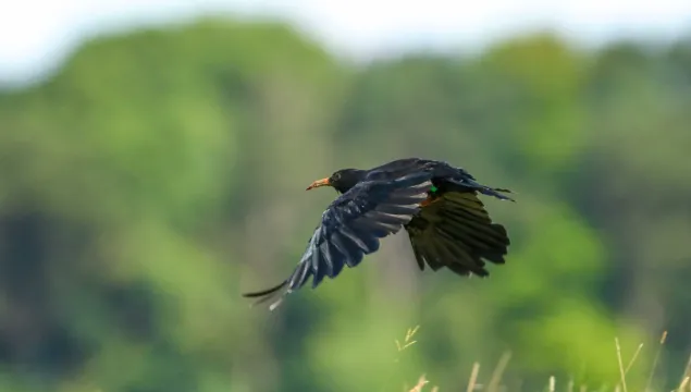 A single chough in flight.