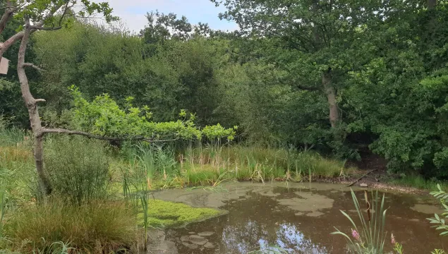 Cromers wood view of the pond and trees surrounding it