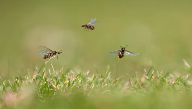 Three flying ants above short grass with a blurred background.