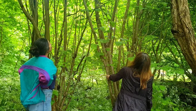 People in nature forest bathing looking at trees