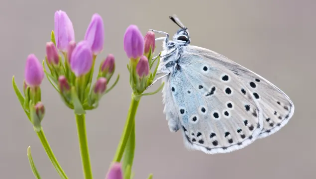 Large Blue Butterfly on flower