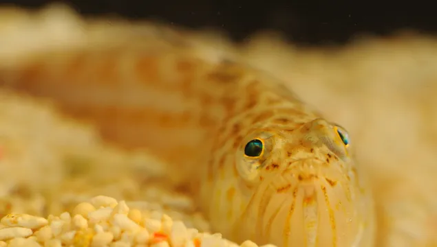 Lesser weaver fish looking very cute and beady eyed on the ocean floor