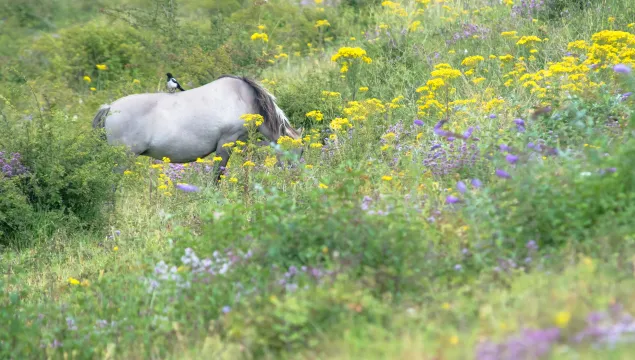 Nemo-Down-konik-ponies-grazing-with-magpie-on-back