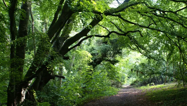 Old Park Hill view of a footpath in the woodland with trees overhanging from above