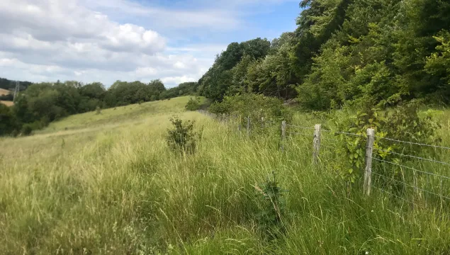 Quilters Wood grassland with fence