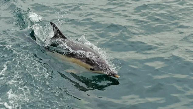 A single dolphin breaching out of water.