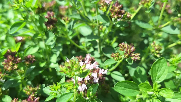 Marjoram in flower