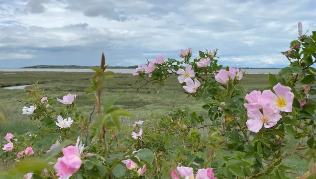 South swale nature reserve, view of the sea obscured slightly by the foliage of wild roses in the foreground