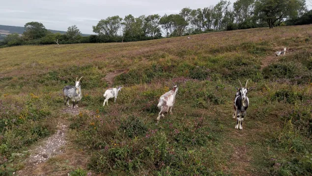 4 goats walking up a grassland bank at wouldham common, one on the far right looking directly into the camera lens