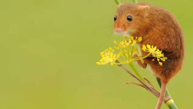 Harvest mouse on a flower stalk