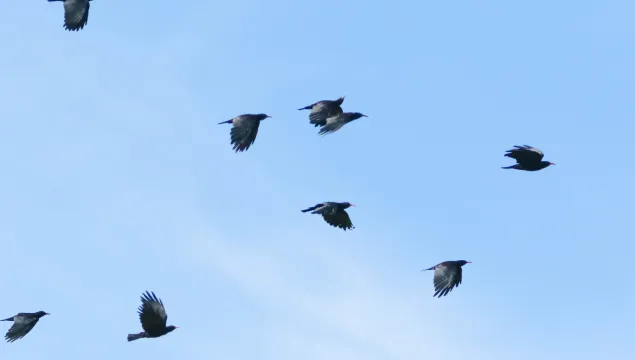 several chough in flight against blue sky