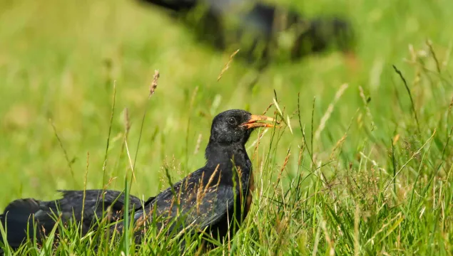 Chough amongst grass