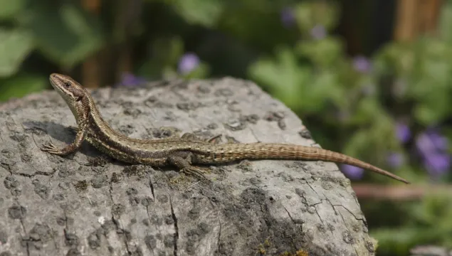 Longfield Chalk Bank Common Lizard