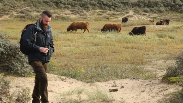 Paul Hadaway at the Dutch bison project walking with binoculars in hand and bison roaming freely behind him