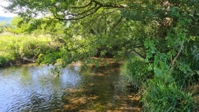 River with overhanging tree