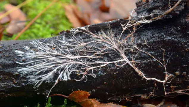 Root fungi as part of mycorrhizal network