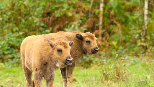 Two bison calves in the woodland