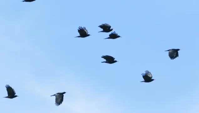 A group of chough flying across a blue sky.