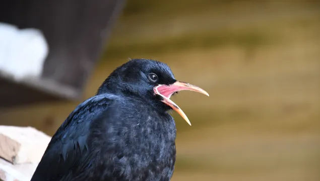 chough in aviary with mouth open