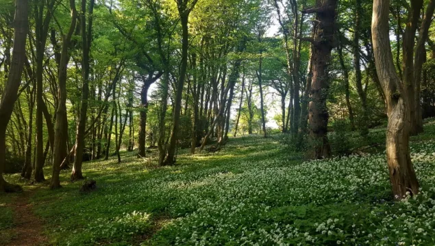 Quarry Wood showing woodland habitat