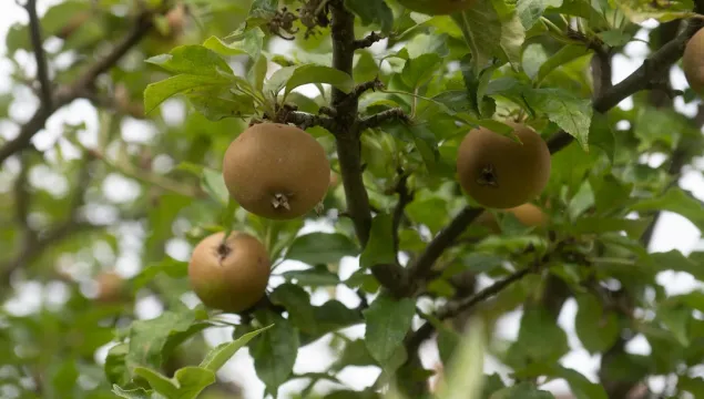 Three apples in a tree from below.