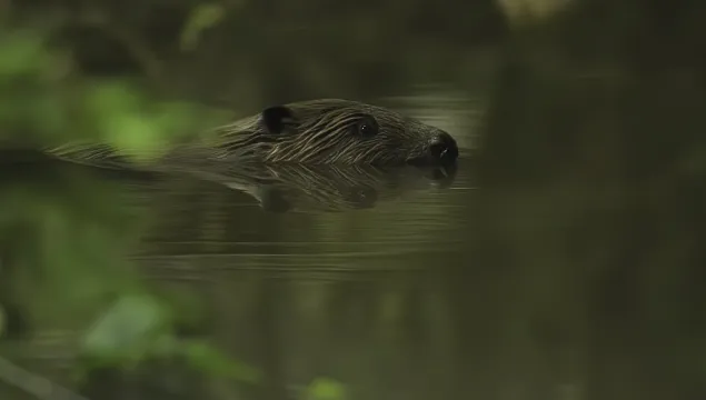 A beaver swimming in freshwater.