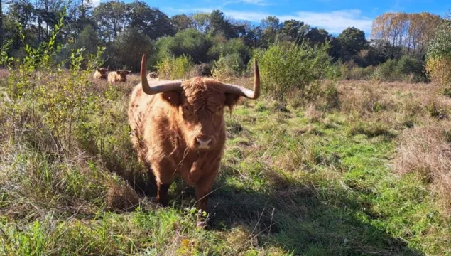 A highland cow standing at Hothfield Heathland.