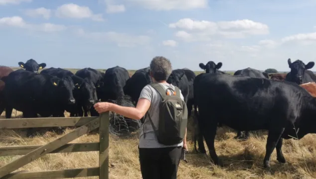 A person holding a wooden gate in front of a group of cows.