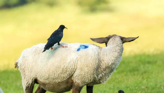 chough on a sheep