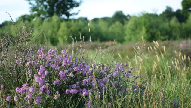 Cross leaved heath at Hothfield Heathlands