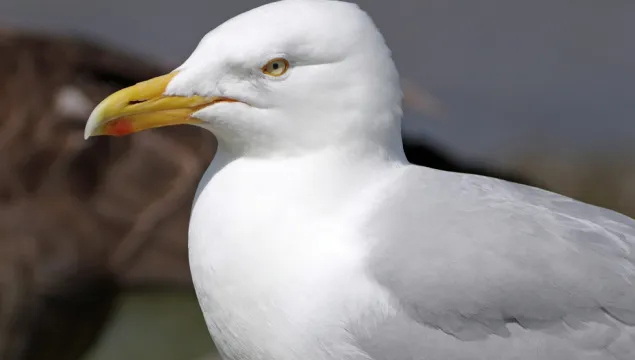 A Herring Gull – our most typical "seagull" in the UK.