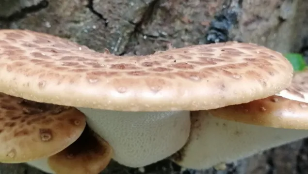 Dryad's saddle
