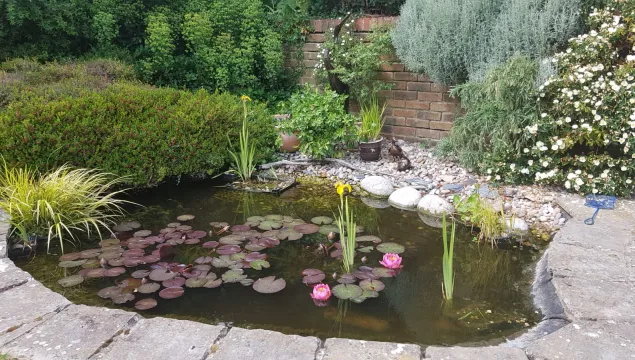 Pond in garden