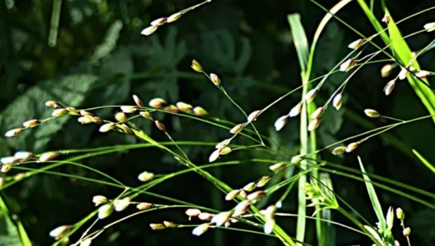 Drooping Wood Melick grass.