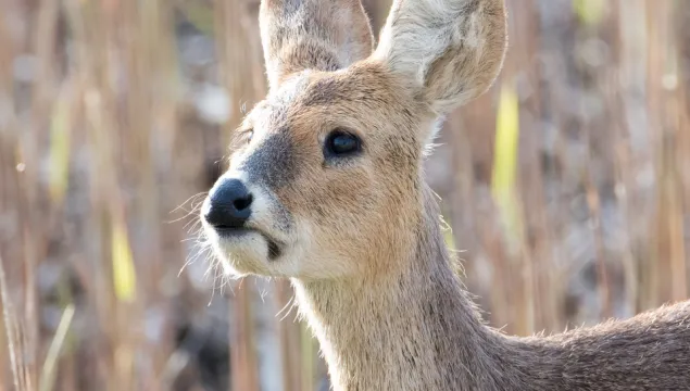 A Chinese water deer.