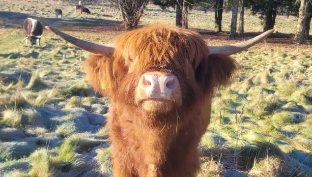 A Highland looking straight towards the camera