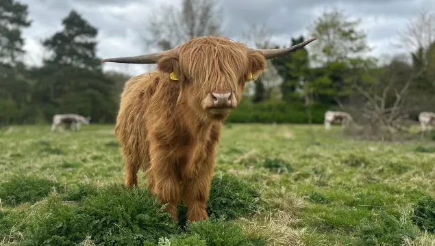 A Highland looking straight towards the camera