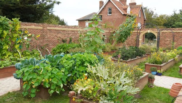 Vegetables growing in a walled garden with a house behind.