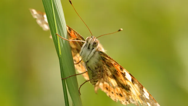 Heath Fritillary