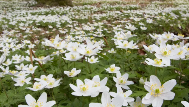 Wood anemones in flower under the trees