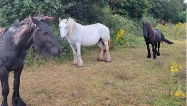 Three fell ponies standing together, one white, two black.
