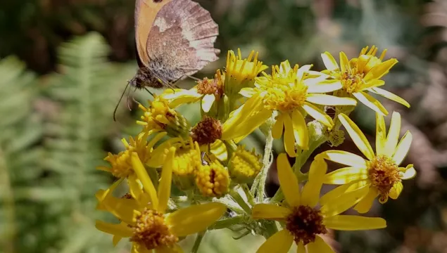 A meadow brown butterfly